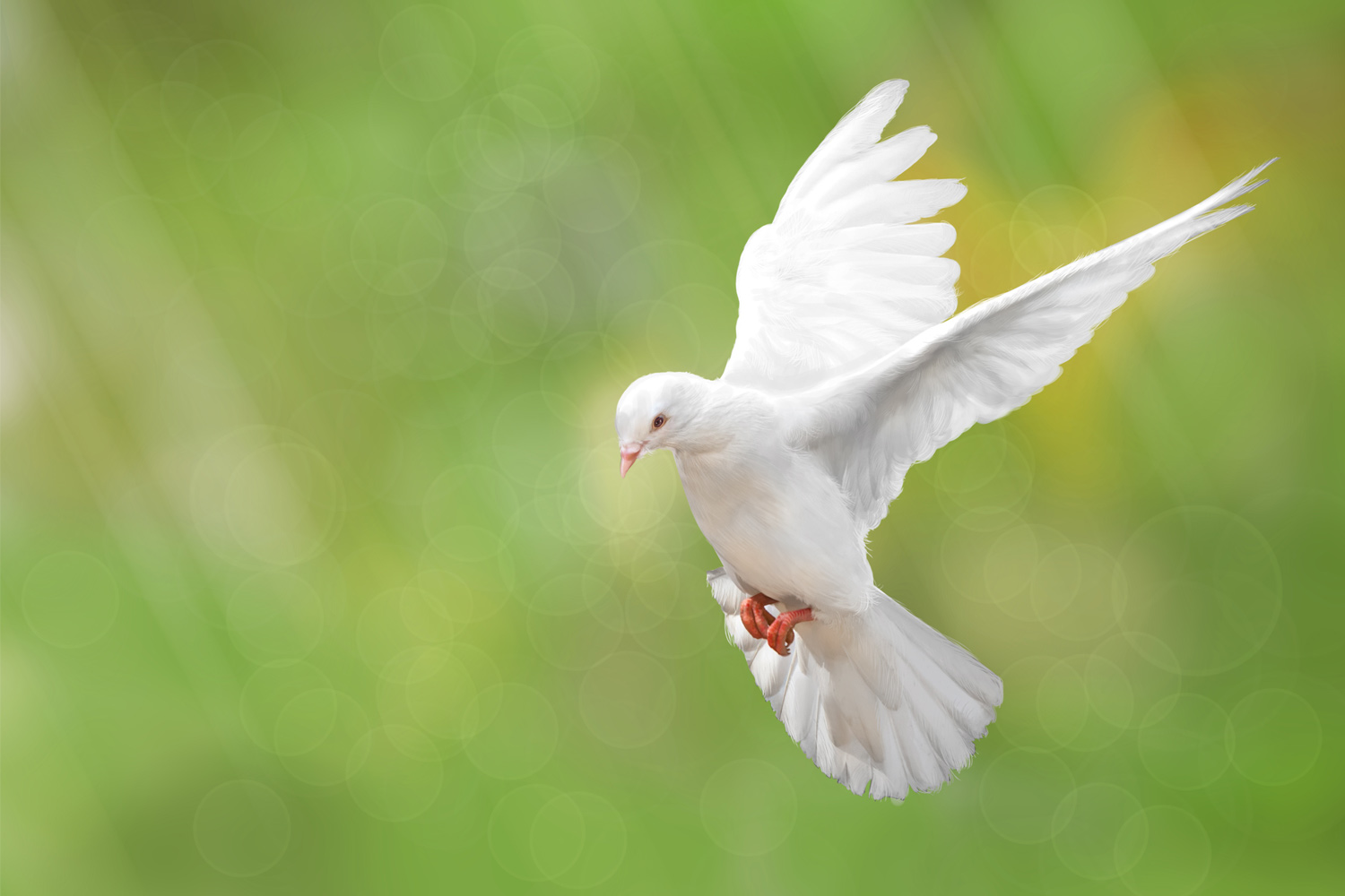 Jargon of the week – dovish and hawkish