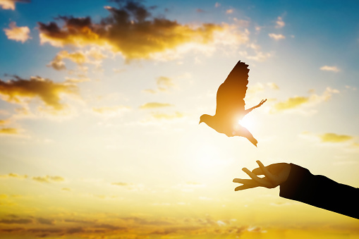 Investment Outlook: Who let the doves out?