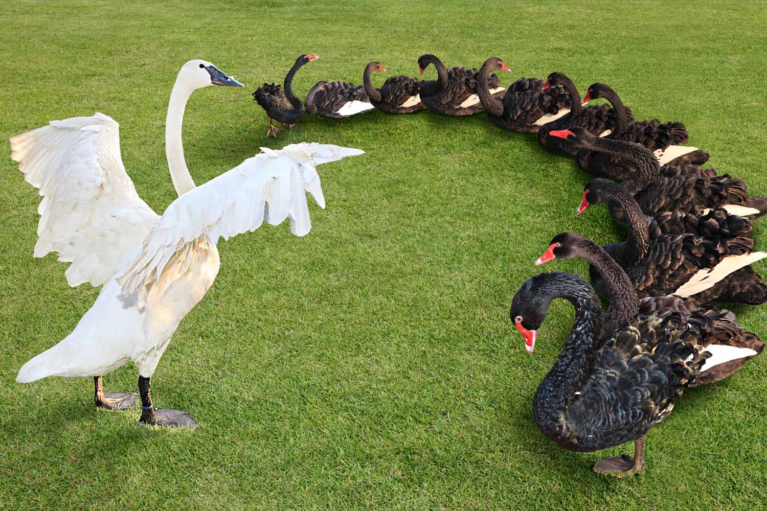 Coronavirus market turmoil: you can tame the ‘Black Swan’